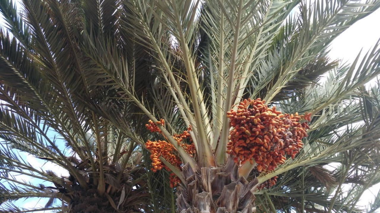 Uralte Palmen spenden Schatten. SBH Fuerteventura Playa