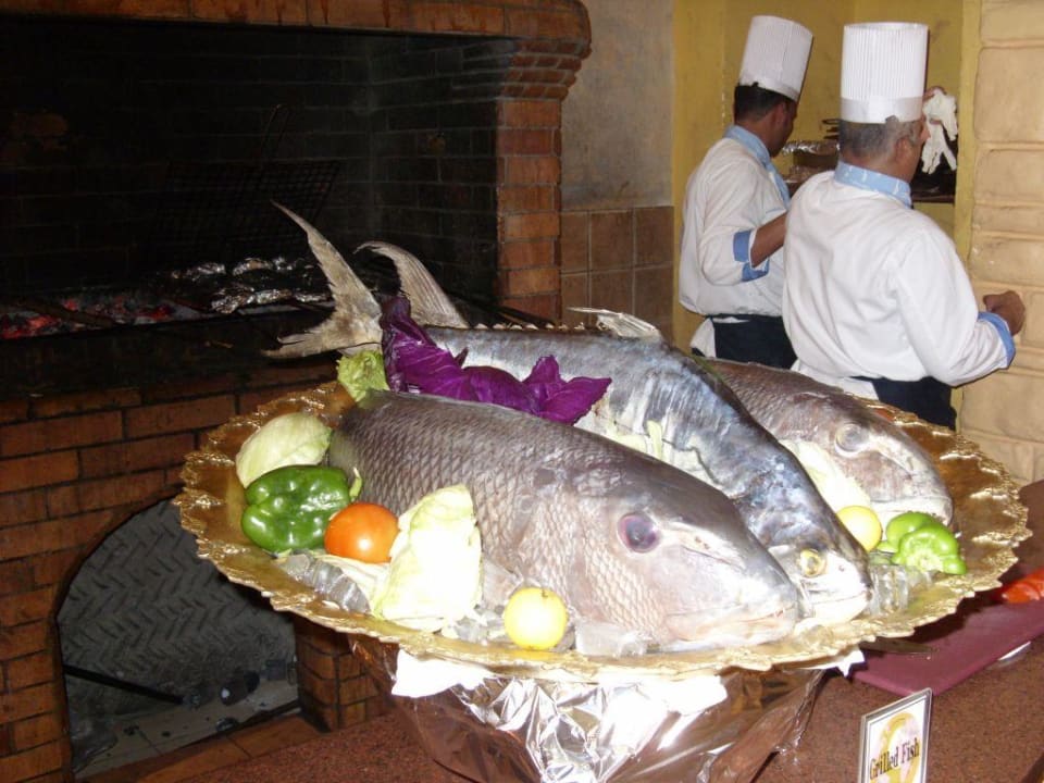 diese Fische sind echt Pickalbatros Alf Leila Wa Leila Resort - Neverland Hurghada