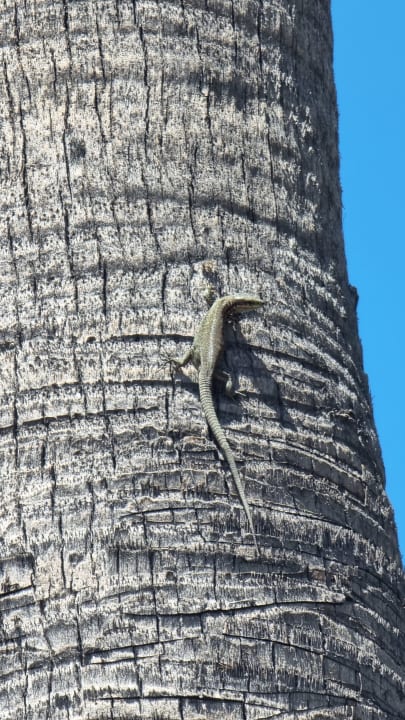 Sonstiges Lonicera Resort & Spa Hotel