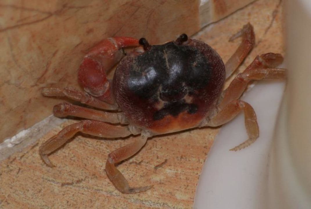 Krebs im Zimmer hinter der Toilette im erstem OG Senator Puerto Plata Hotel