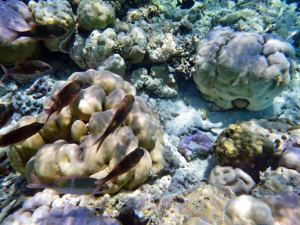 Faszination, Schnorcheln am Hausriff Filitheyo Island Resort