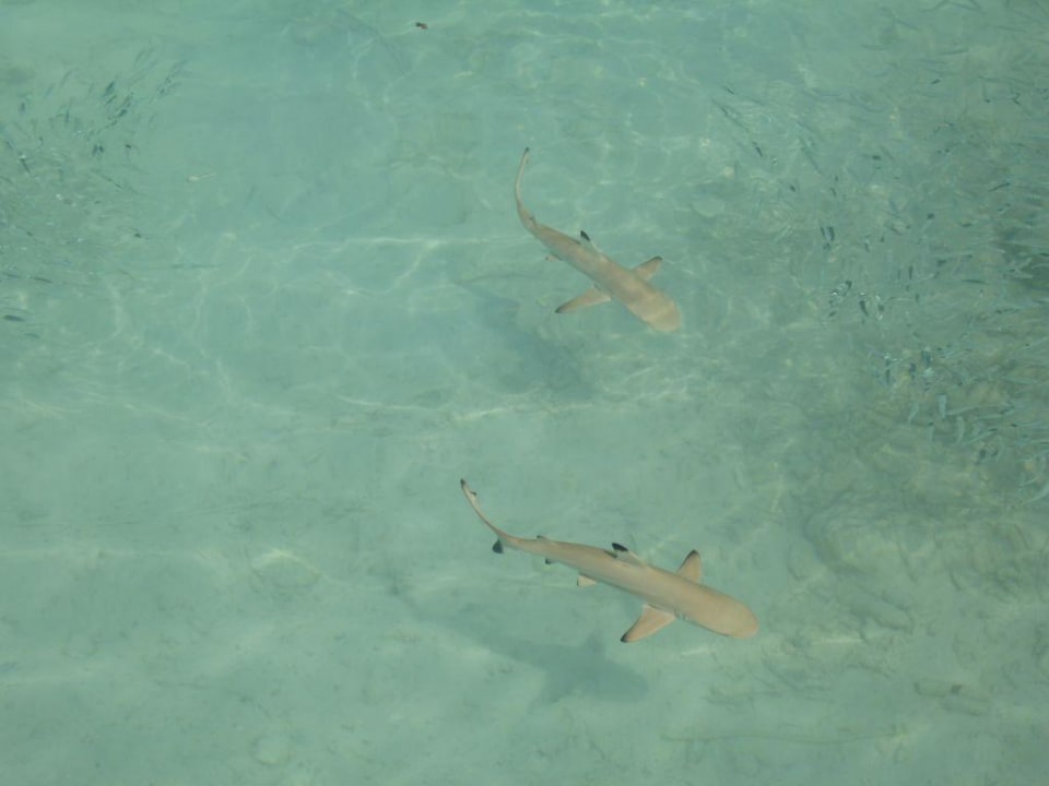 Babyhaie bei der Tauchschule Baros Maldives Resort