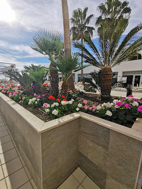 Gartenanlage Hotel Riu Monica - Adults only