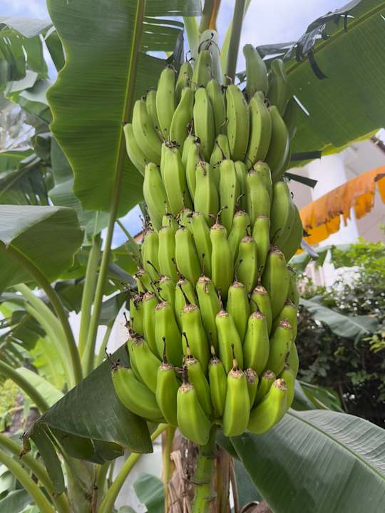 Gartenanlage Dulaa Deema Residence Brufut Heights