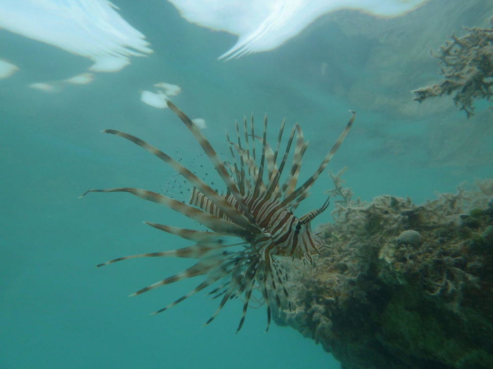Unterwasserwelt in Lagune TUI MAGIC LIFE Kalawy