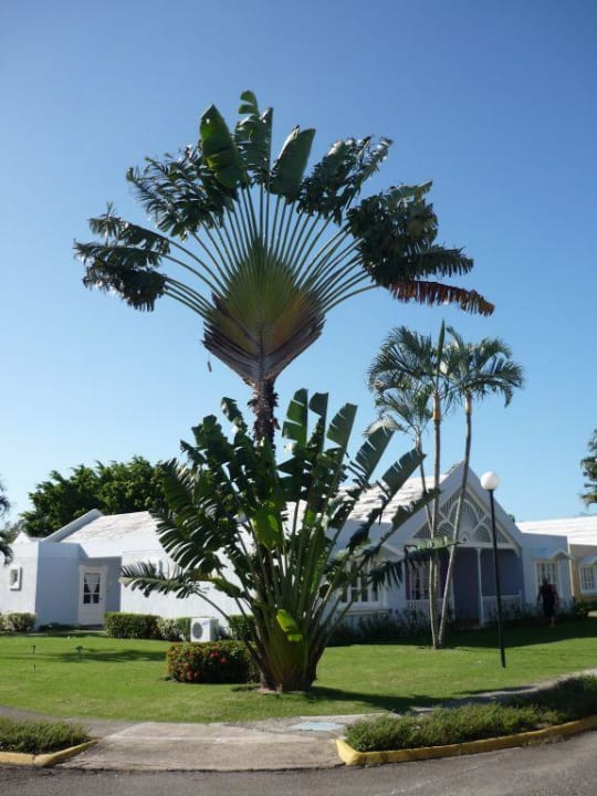Fächerpalme Puerto Plata Village