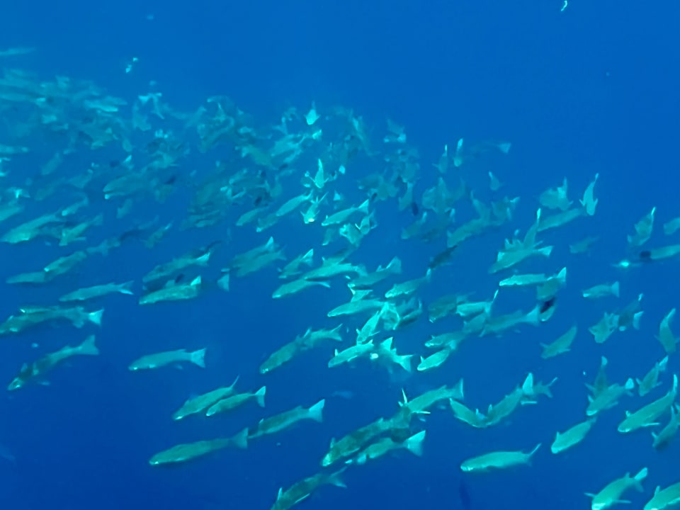 Sport & Freizeit Novotel Marsa Alam Beach Resort