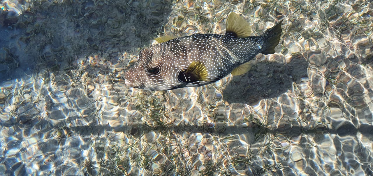 Strand Pickalbatros Palace Resort