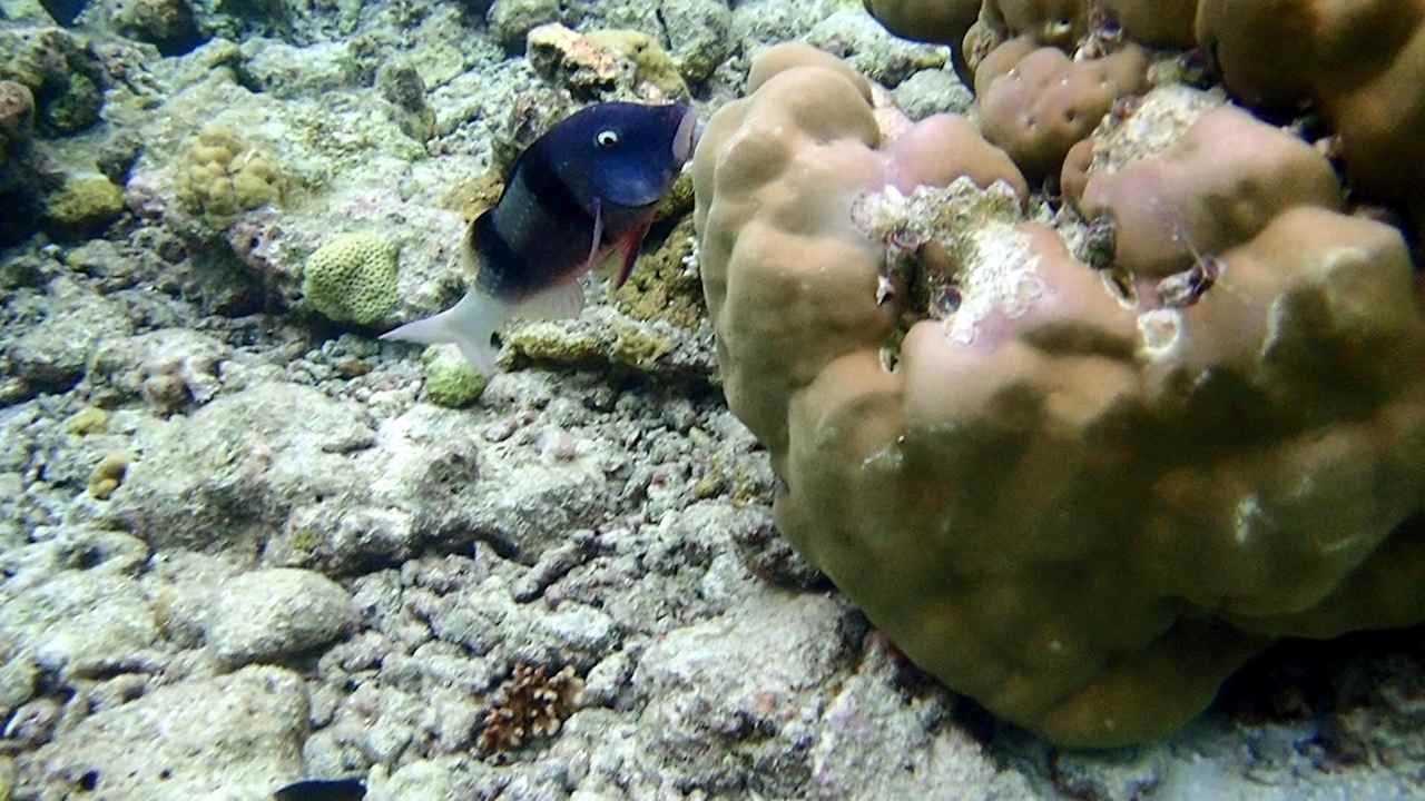 Sonstiges Vilamendhoo Island Resort & Spa