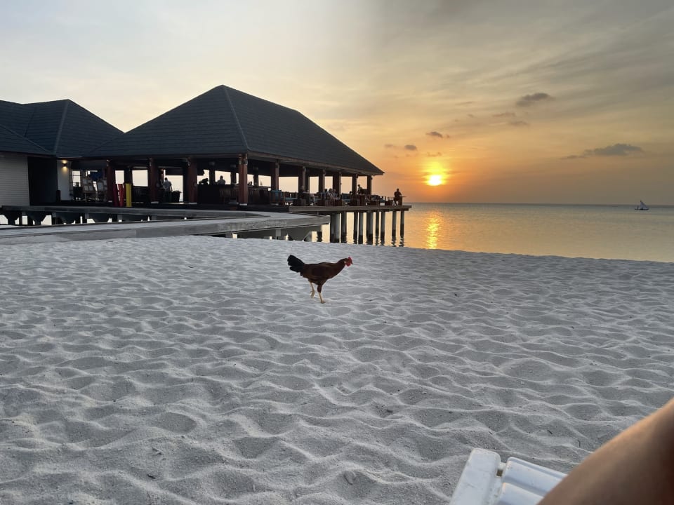 Strand Summer Island Maldives