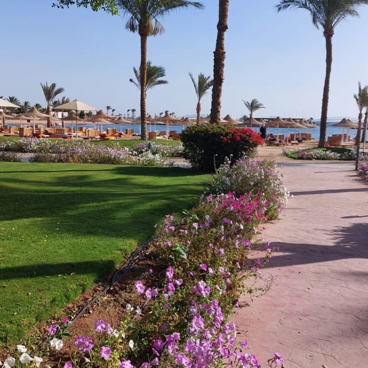 Gartenanlage Desert Rose