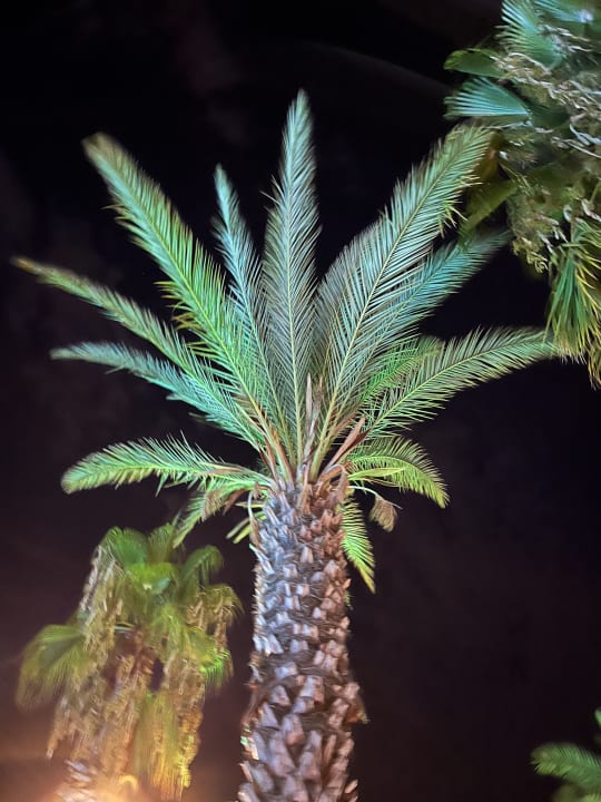 Gartenanlage Alba Queen Hotel