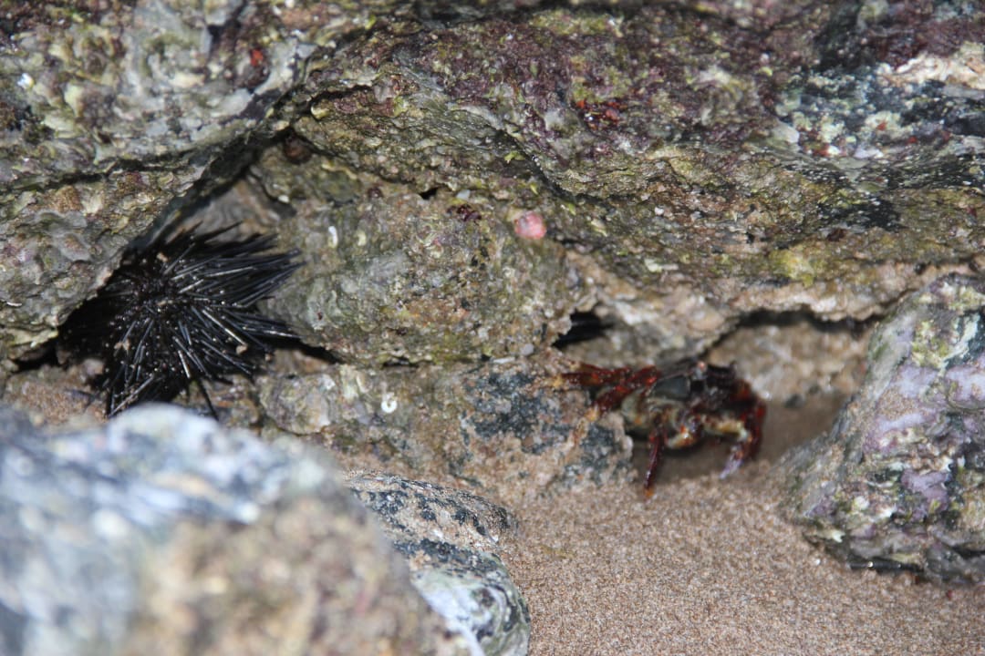 Hotel Iberotel Miramar Al Aqah Beach Resort Miramar Al Aqah Beach Resort