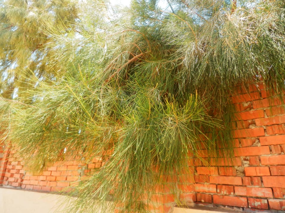 Местные елочки Shams Alam Beach Resort