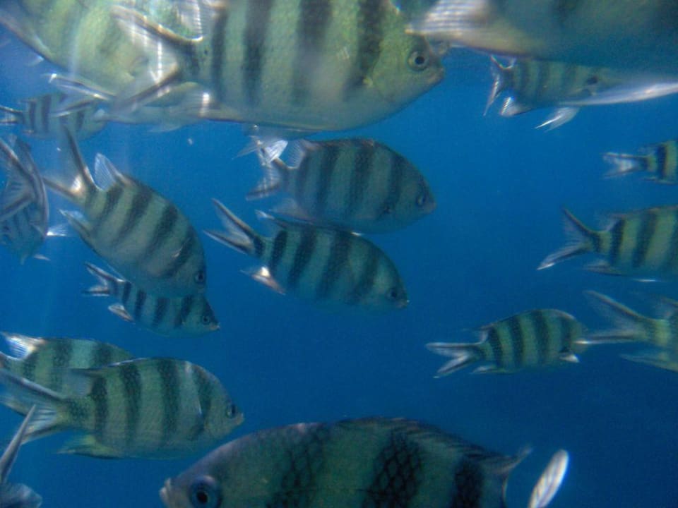 Red Sea Diver Three Corners Rihana Resort Deluxe