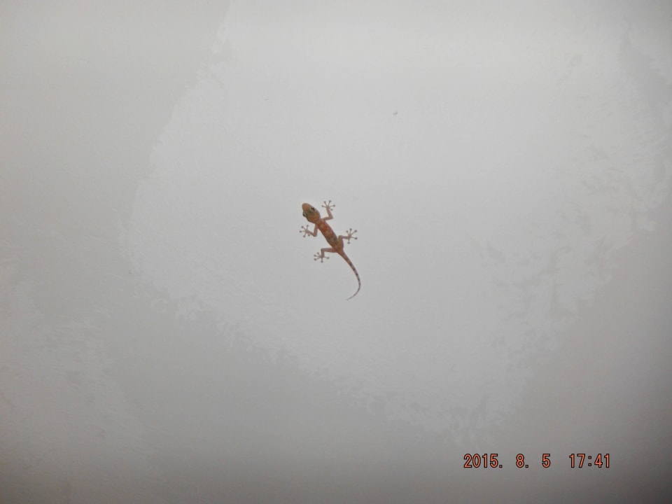 Gekon=brak insektów Pickalbatros Alf Leila Wa Leila Resort - Neverland Hurghada