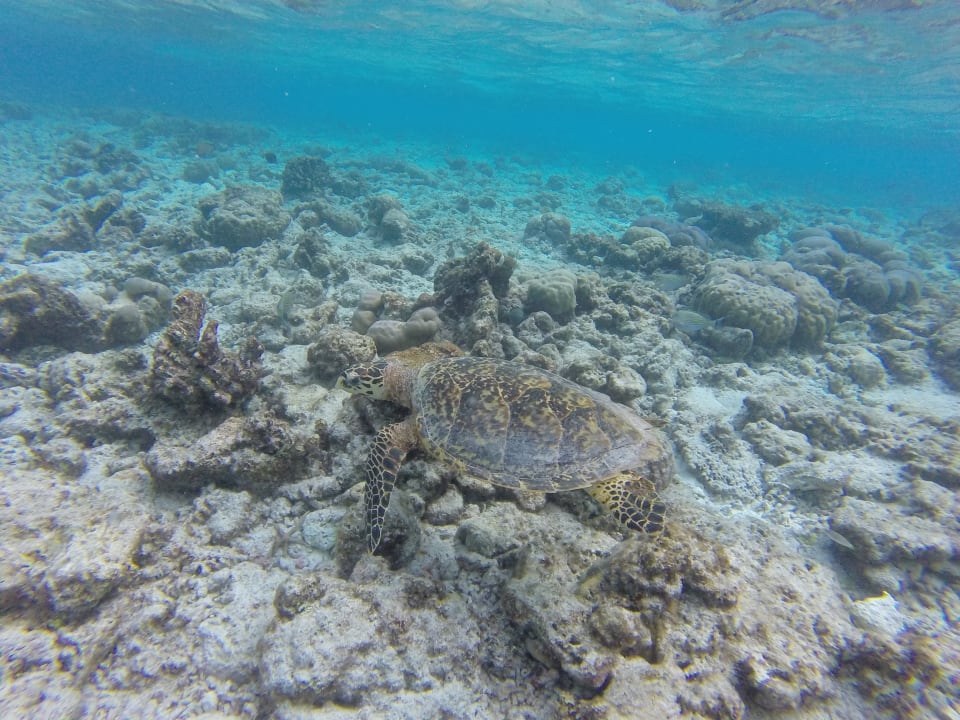 Schildkröte am Hausriff Vilamendhoo Island Resort & Spa