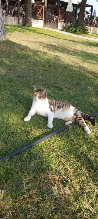 Sonstiges Sunis Kumköy Beach Resort Hotel & Spa