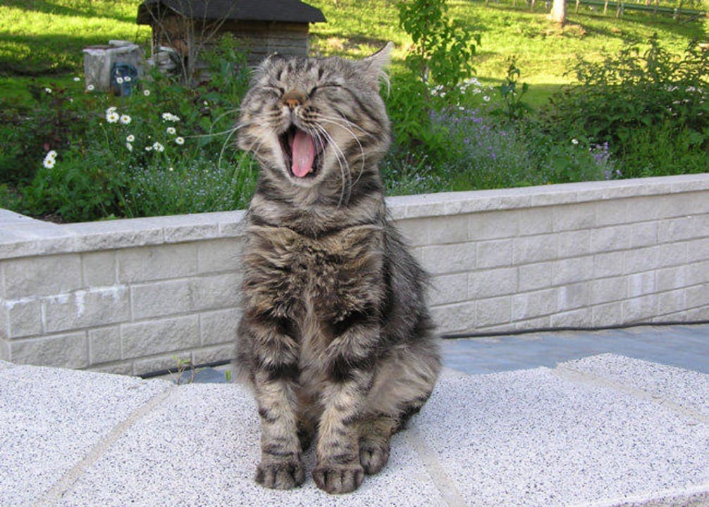 Hauskatze Heizmannshof Hotel & Restaurant