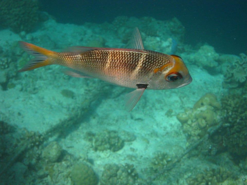 Unterwasserwelt am Hausriff NH Collection Maldives Reethi Resort