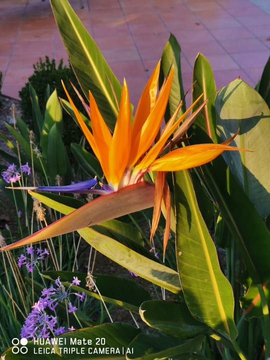 Gartenanlage Caravia Beach Hotel