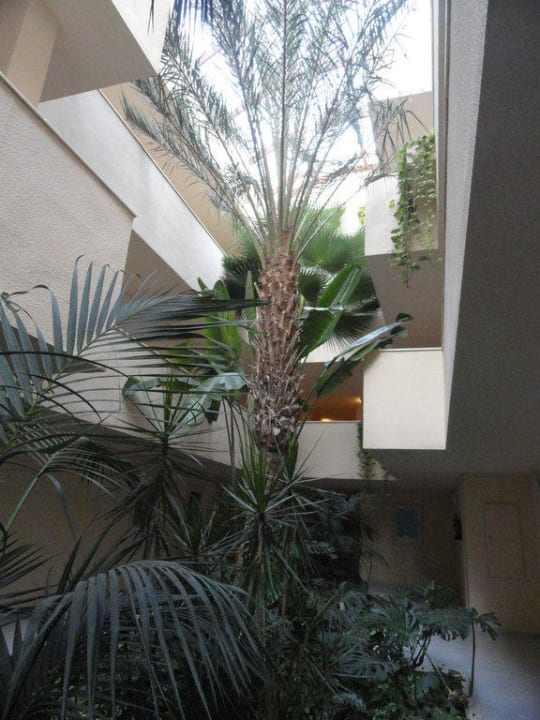 Der Dschungel wächst Zafiro Bahia