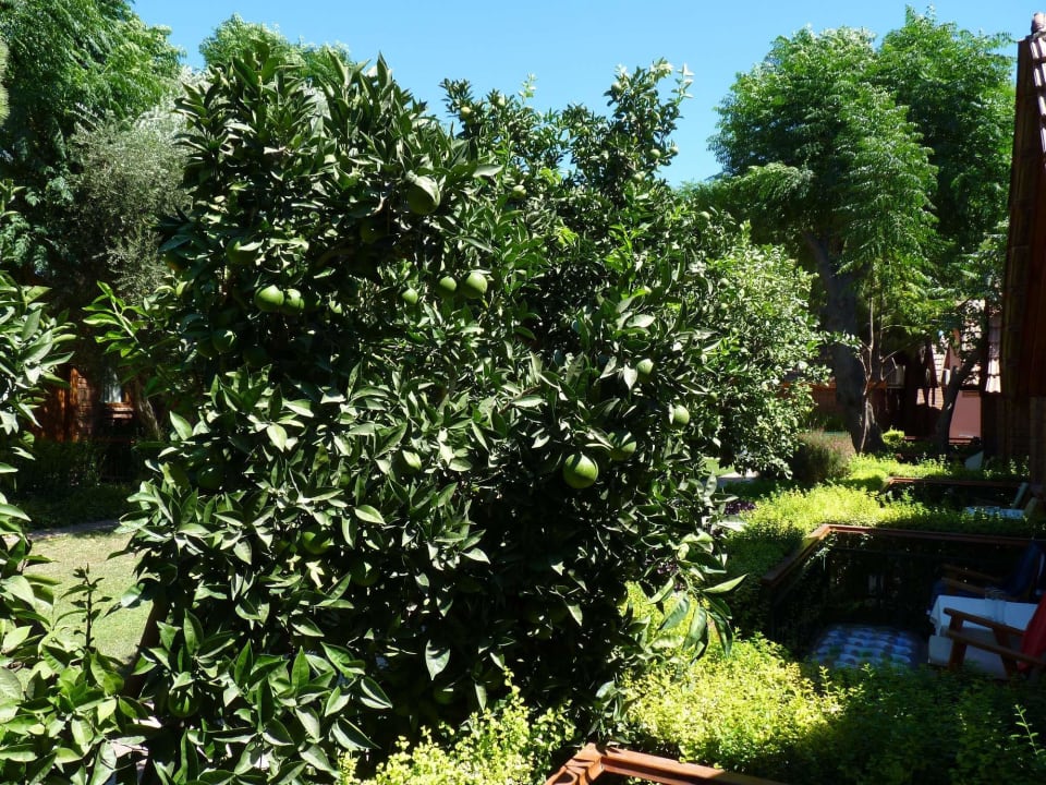 Vor unserem Bungalow Can Garden Beach