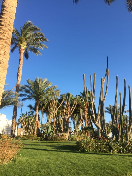 Gartenanlage Jaz Makadi Oasis Resort