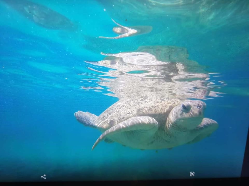 Strand Shams Prestige Abu Soma-Adults Only