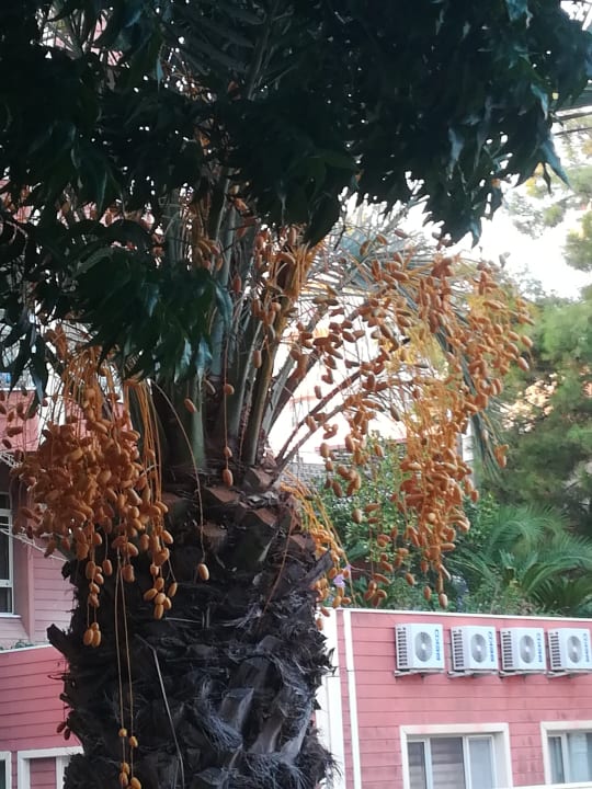 Gartenanlage Hotel Sirma