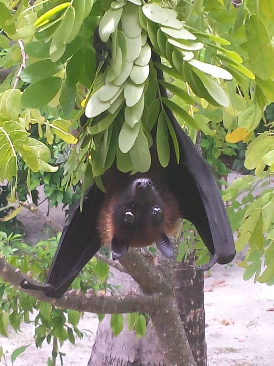 Einfach nur verliebt Meeru Maldives Resort Island