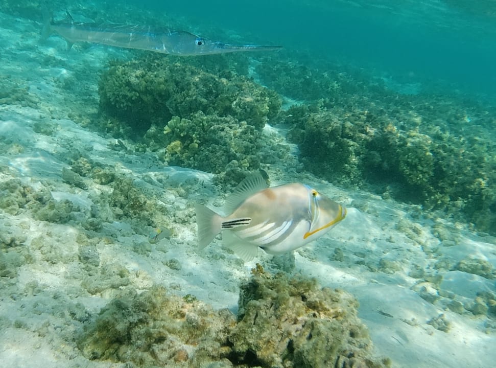 Sport & Freizeit Hotel Riu Palace Maldivas