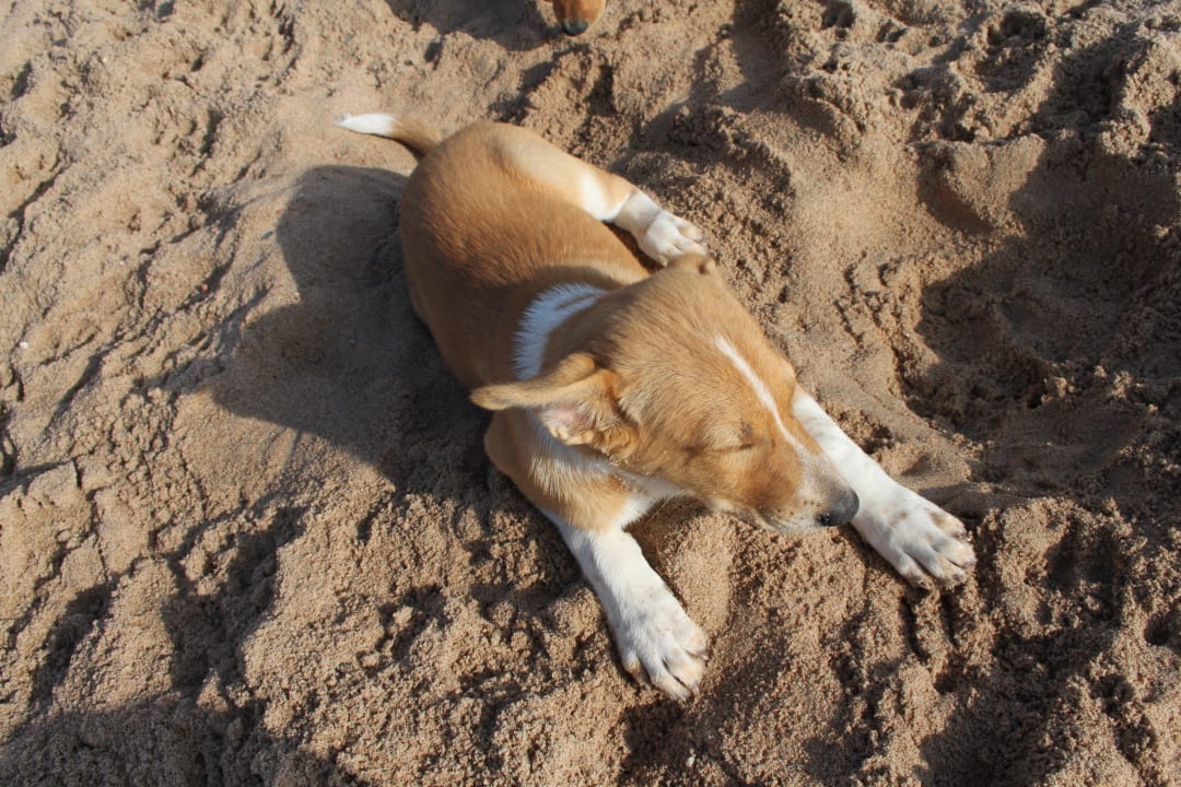 Wo sind denn meine Kollegen JAZ Dahabeya