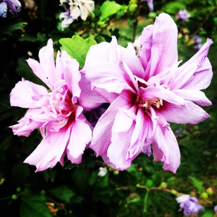 Wonderful flowers Önder Yildiz Hotel