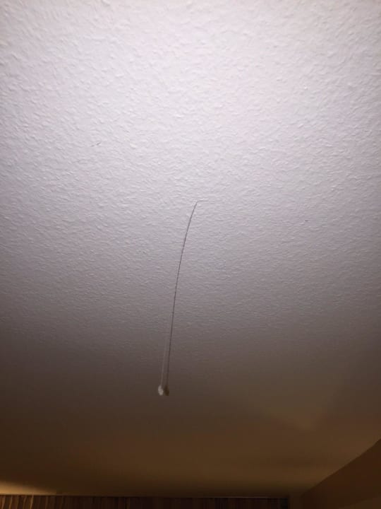 Spinnwebe die von der Decke hängt Leonardo Hotel Heidelberg-Walldorf