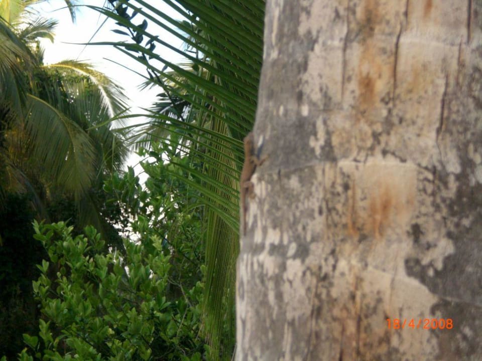 Un petit lezard Catalonia Royal Bavaro - Adults only