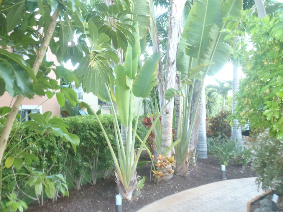 Gartenanlage Hotel Cordial Mogán Playa