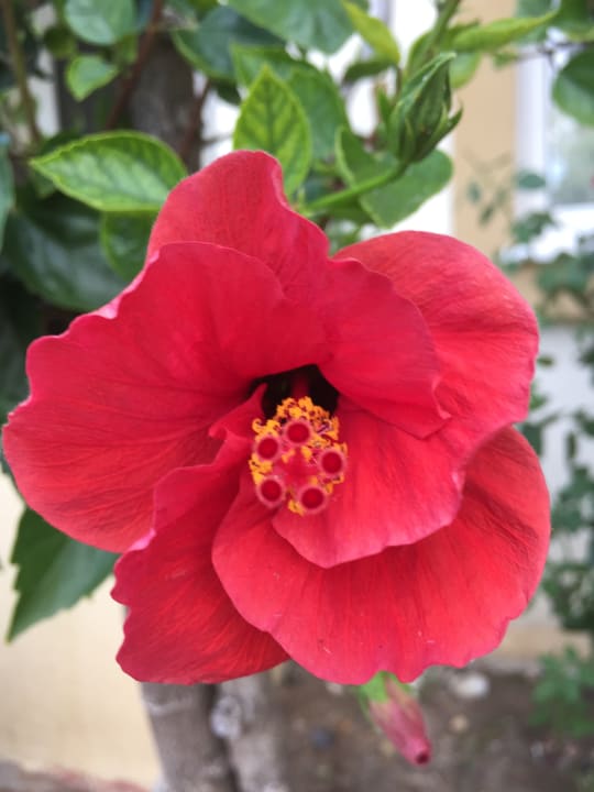 Gartenanlage Saphir Hotel & Villas