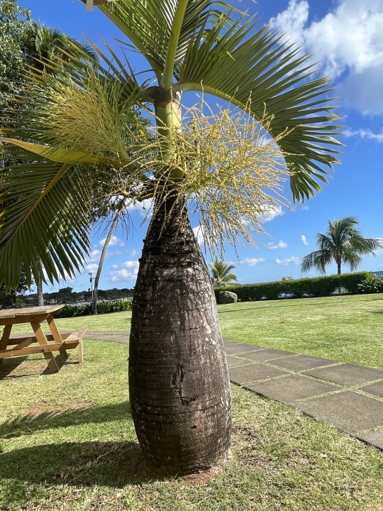 Gartenanlage Maritim Resort & Spa Mauritius