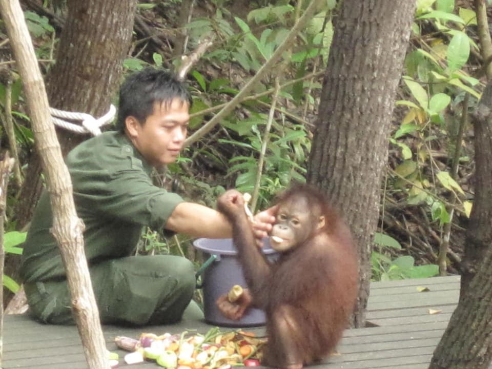 Orang Utans im SLRR Shangri-La's Rasa Ria Resort & Spa