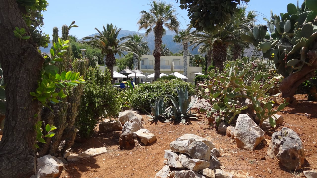 Kakteen garten Phãea Cretan Malia