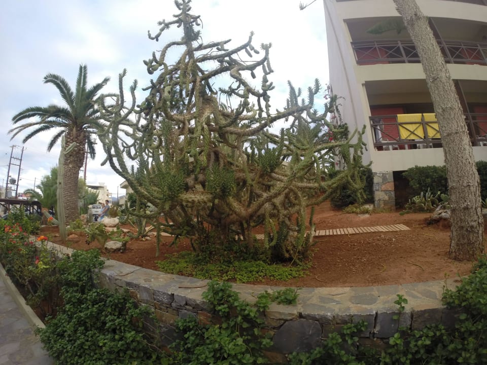 Ogród allsun Hotel Malia Beach