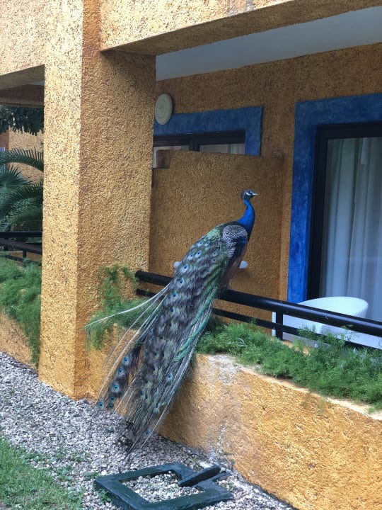 Sonstiges Iberostar Waves Tucan