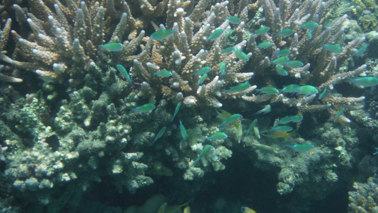 Sport & Freizeit Shams Alam Beach Resort