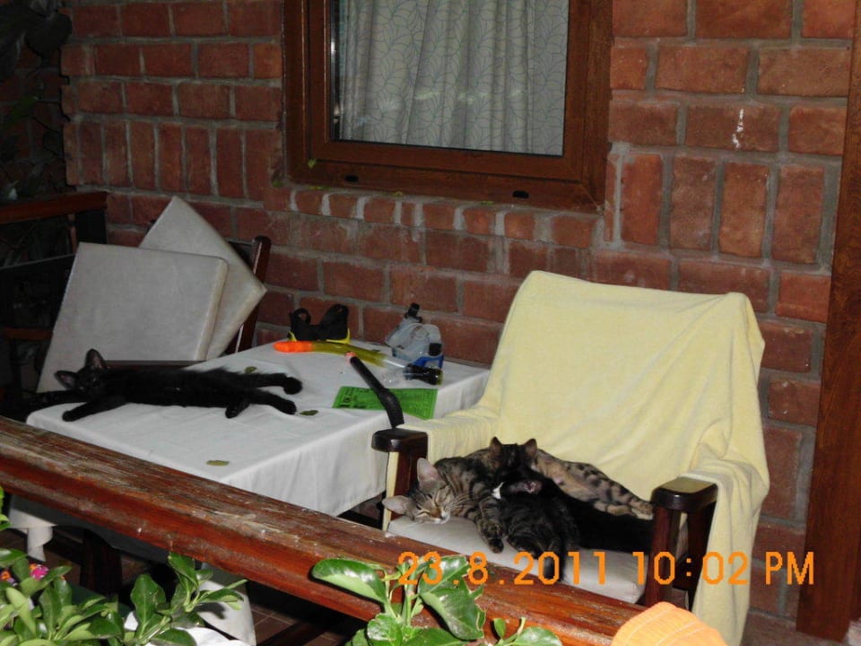 Katzen, Katzen überall Can Garden Beach