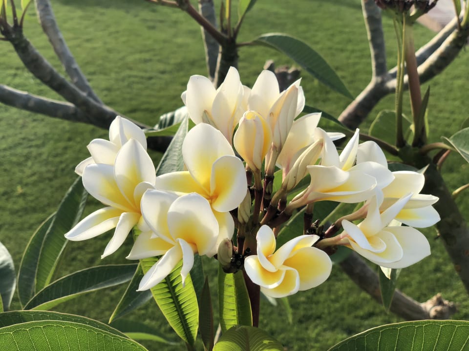 Gartenanlage Steigenberger ALDAU Beach Hotel