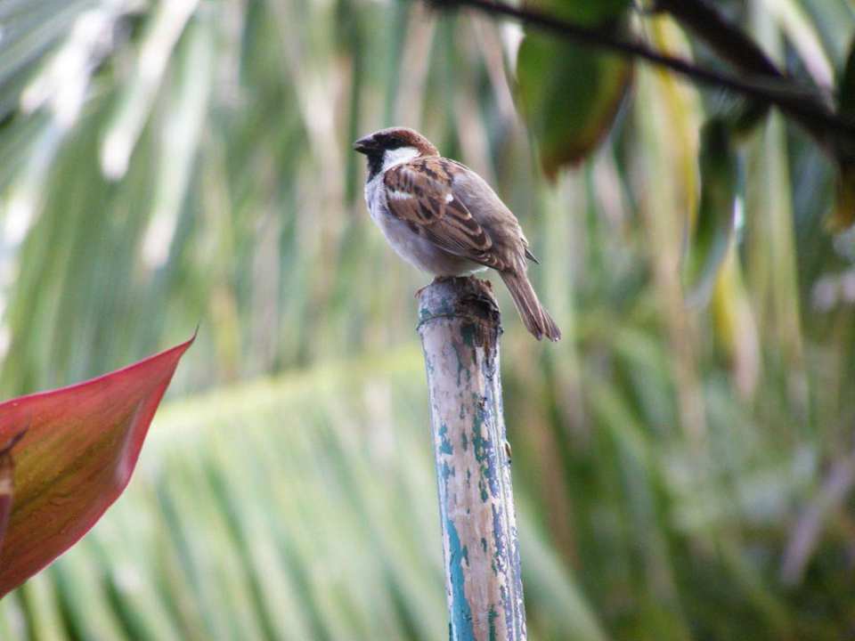 Süßer kleiner Spatz im Hotel Le Peninsula Bay Beach Resort & Spa