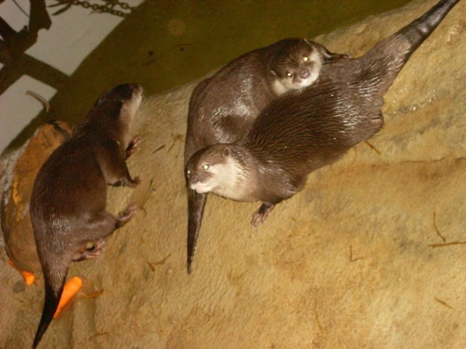 Dschungelland Ferienwohnungen Ferienpark Weissenhäuser Strand