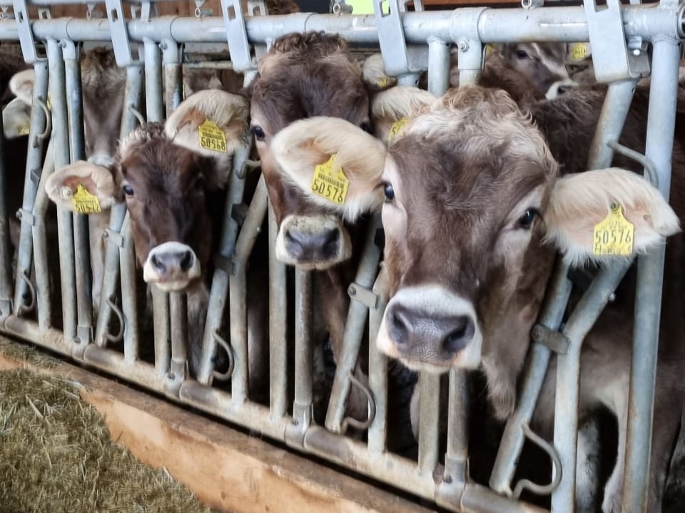 Sonstiges Ferienhof - Bauernhof Hefele