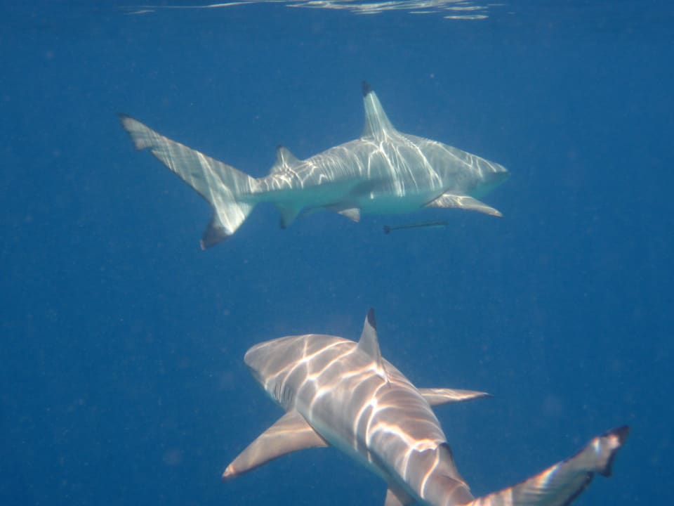 Schwarzspitzen Hai Kuramathi Maldives
